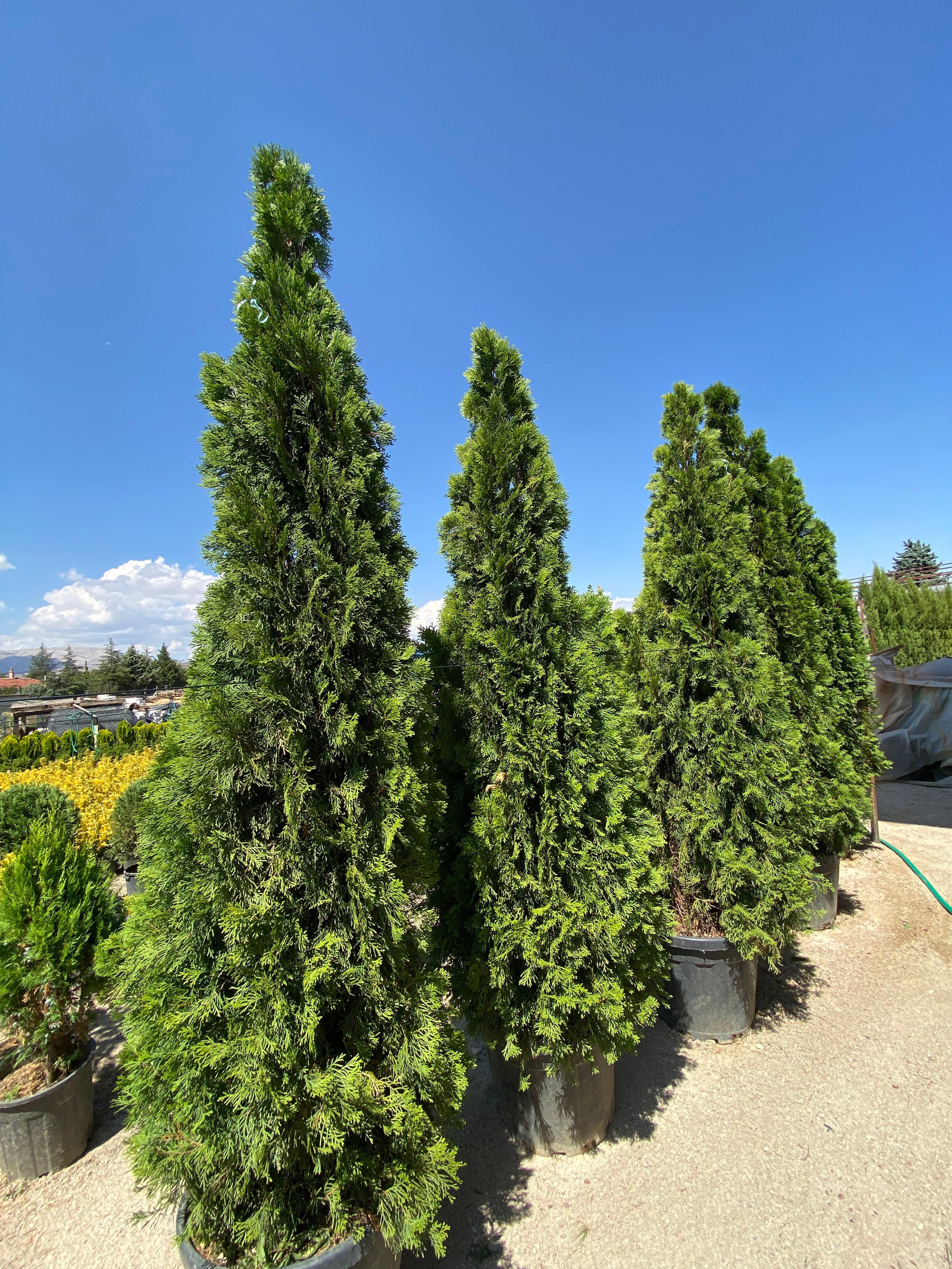 Smargat Mazı